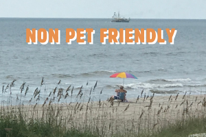 Non Pet Friendly