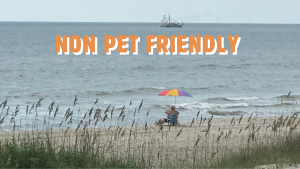 Non Pet Friendly
